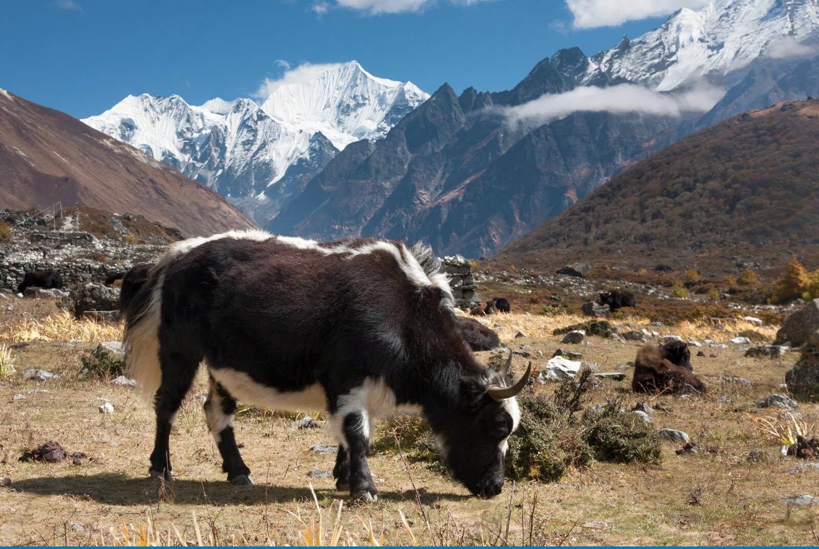 Langtang Valley Trek